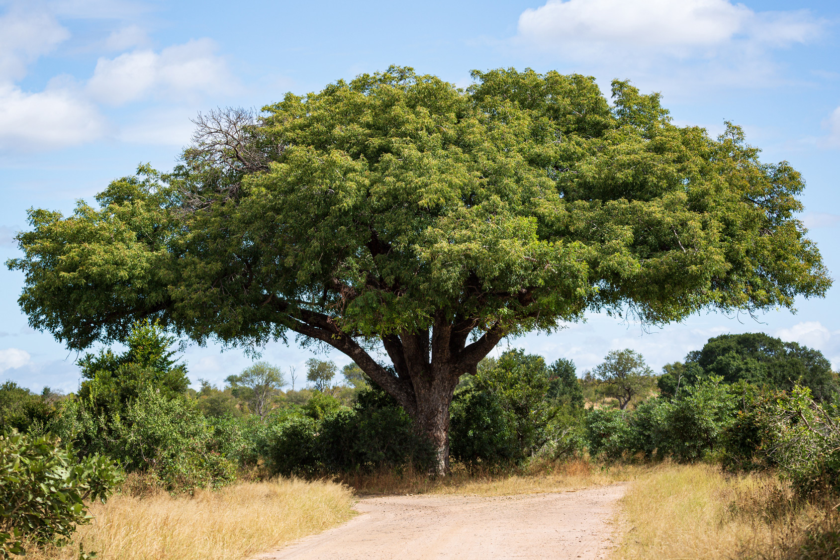 Marula tree and field