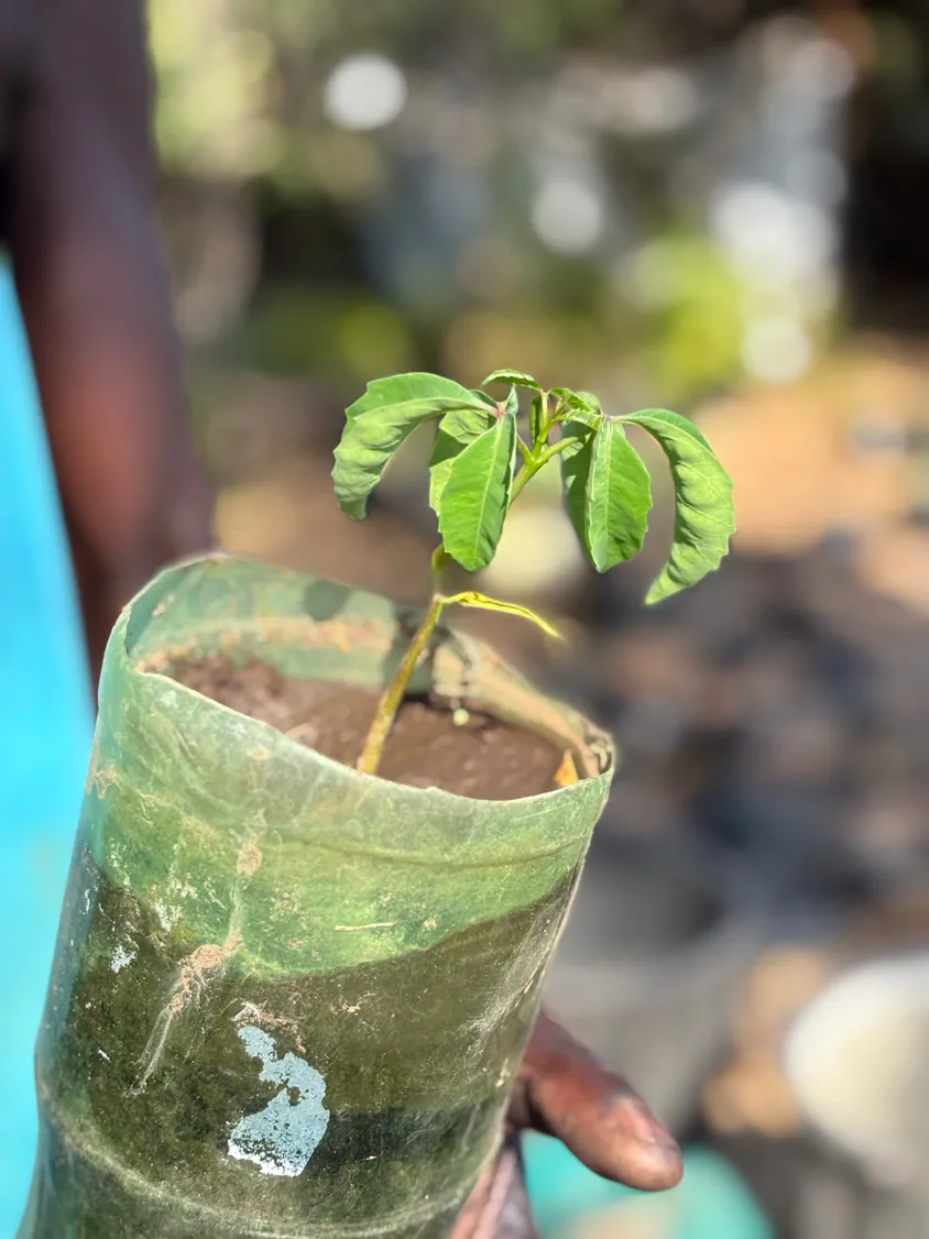 A young marula sapling in a community nursery grow bag
