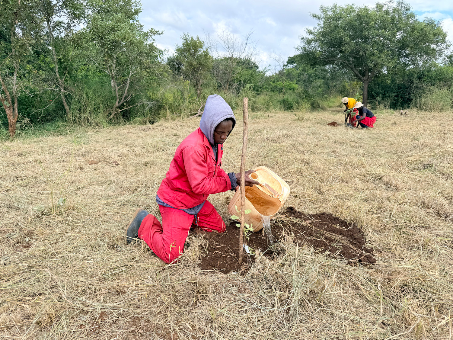 A tree custodian in a red Save the Sand jacket kneels and pours water from a bucket around a freshly planted indigenous sapling.