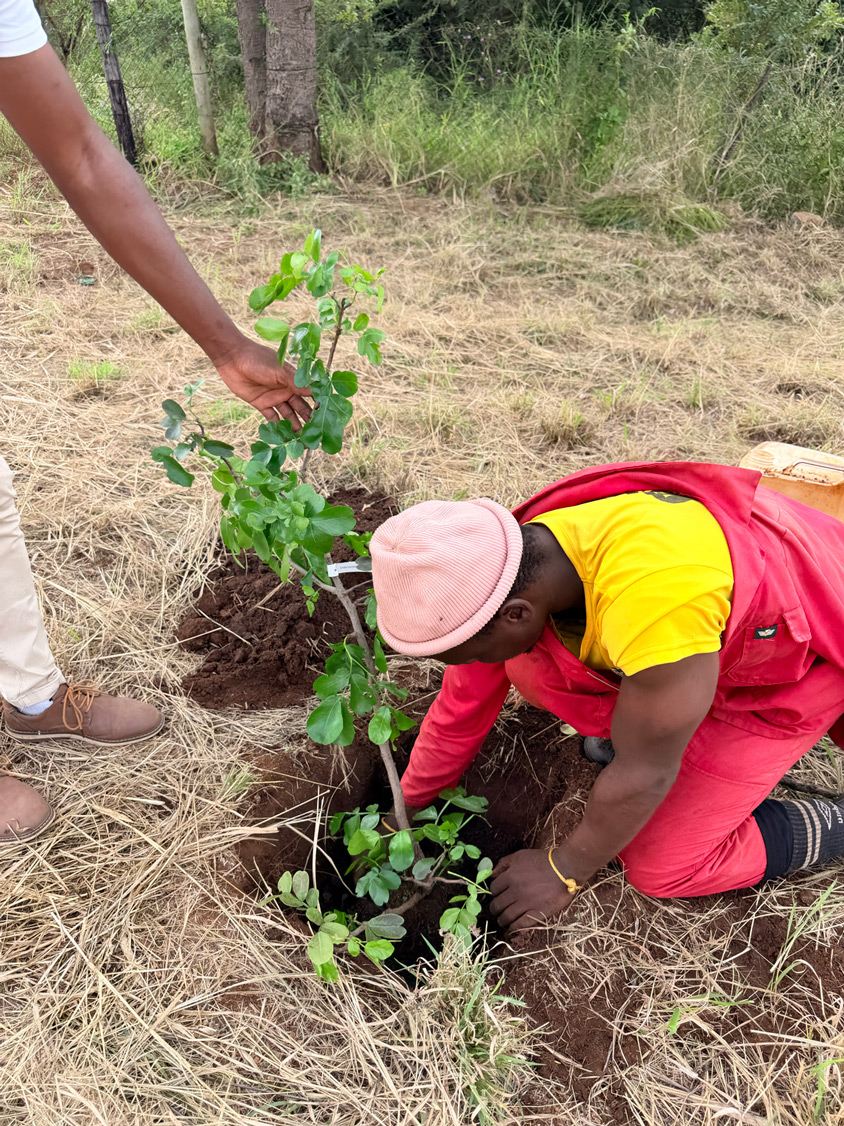 Indigenous seedling planted by a household custodian in the Sand catchment