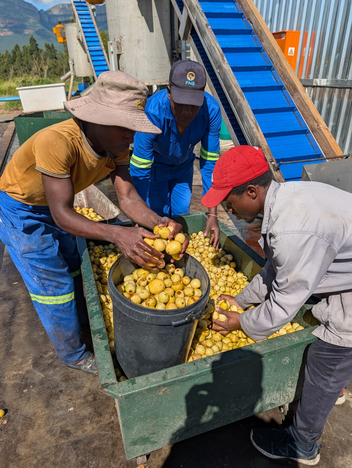 Marula kernels in-hand at first harvest — February 2026