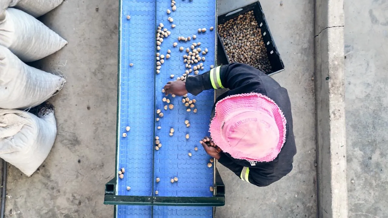 Overhead view of a sorting operator hand-checking marula kernels on a processing conveyor