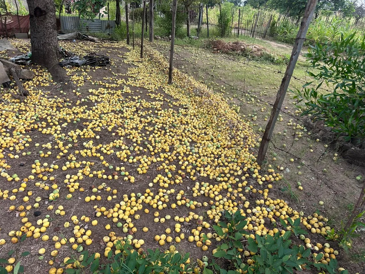 Marula fruit dropping from the tree during the first-harvest window
