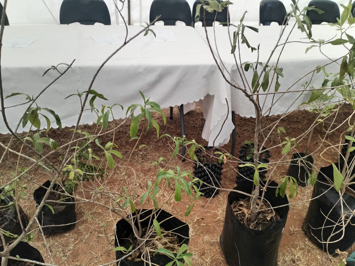 Indigenous saplings ready for distribution to learners.