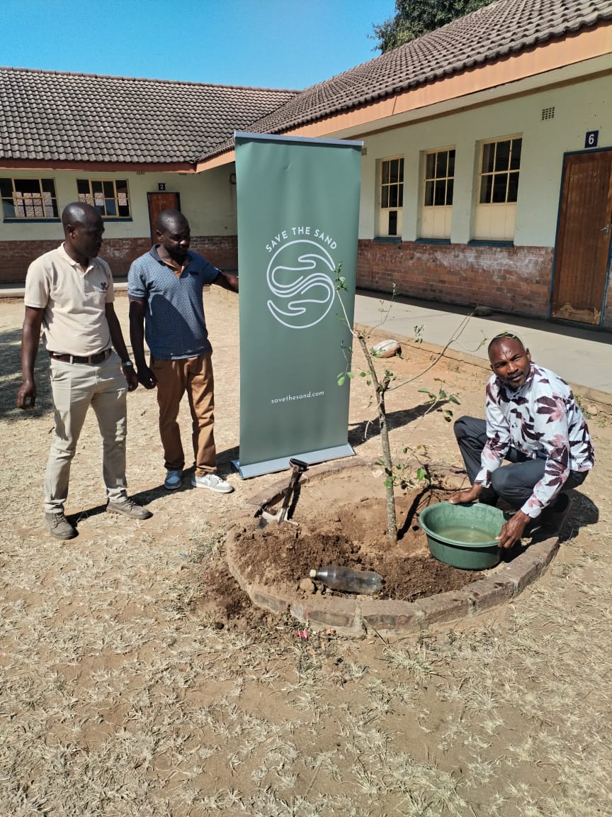 A first sapling planted in a brick ring at the school.
