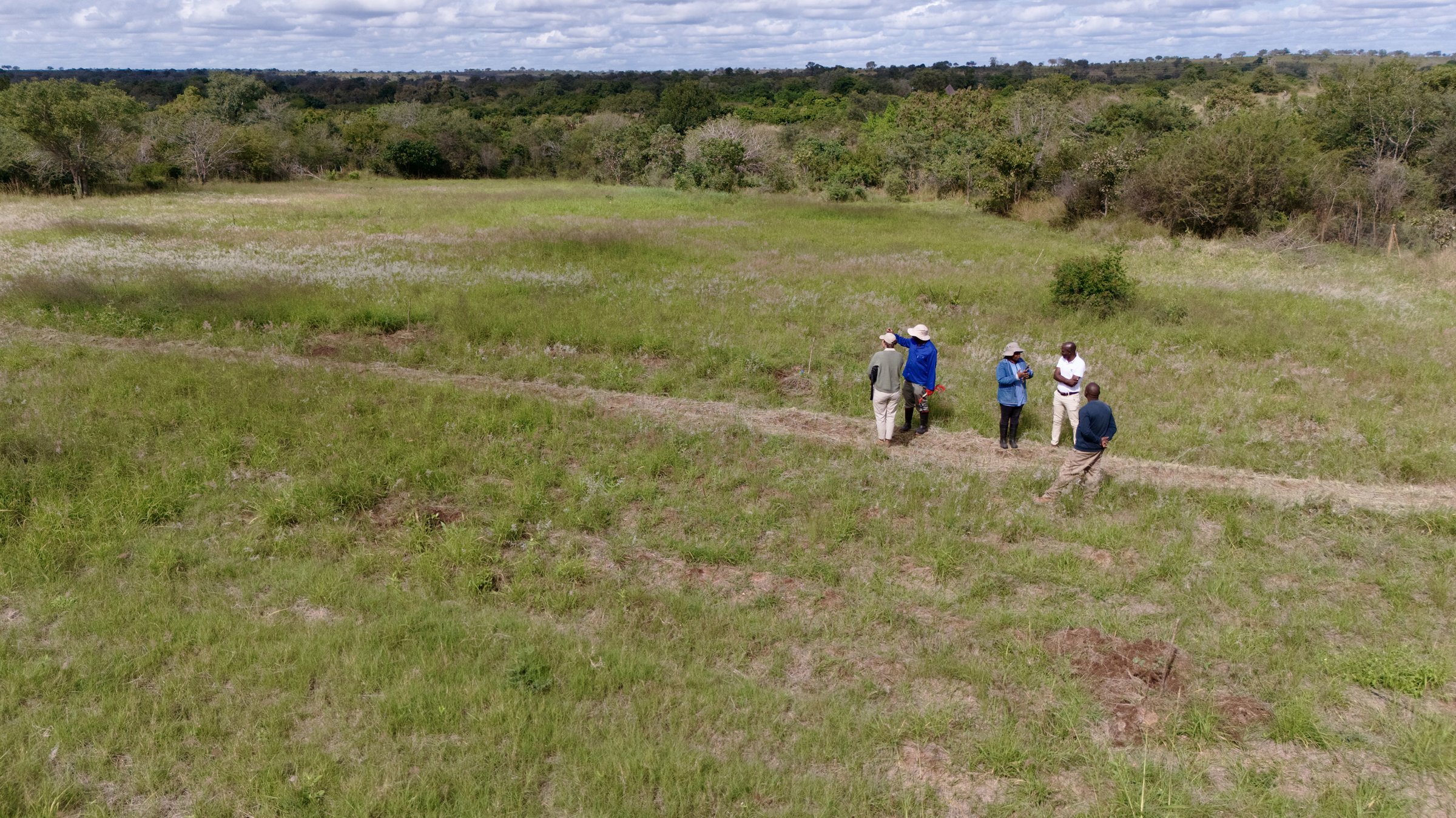 Aerial view of the Nkhensani Dlamini reforestation site at Justicia — project team standing on a contour path between rows of newly planted indigenous trees, May 2026.