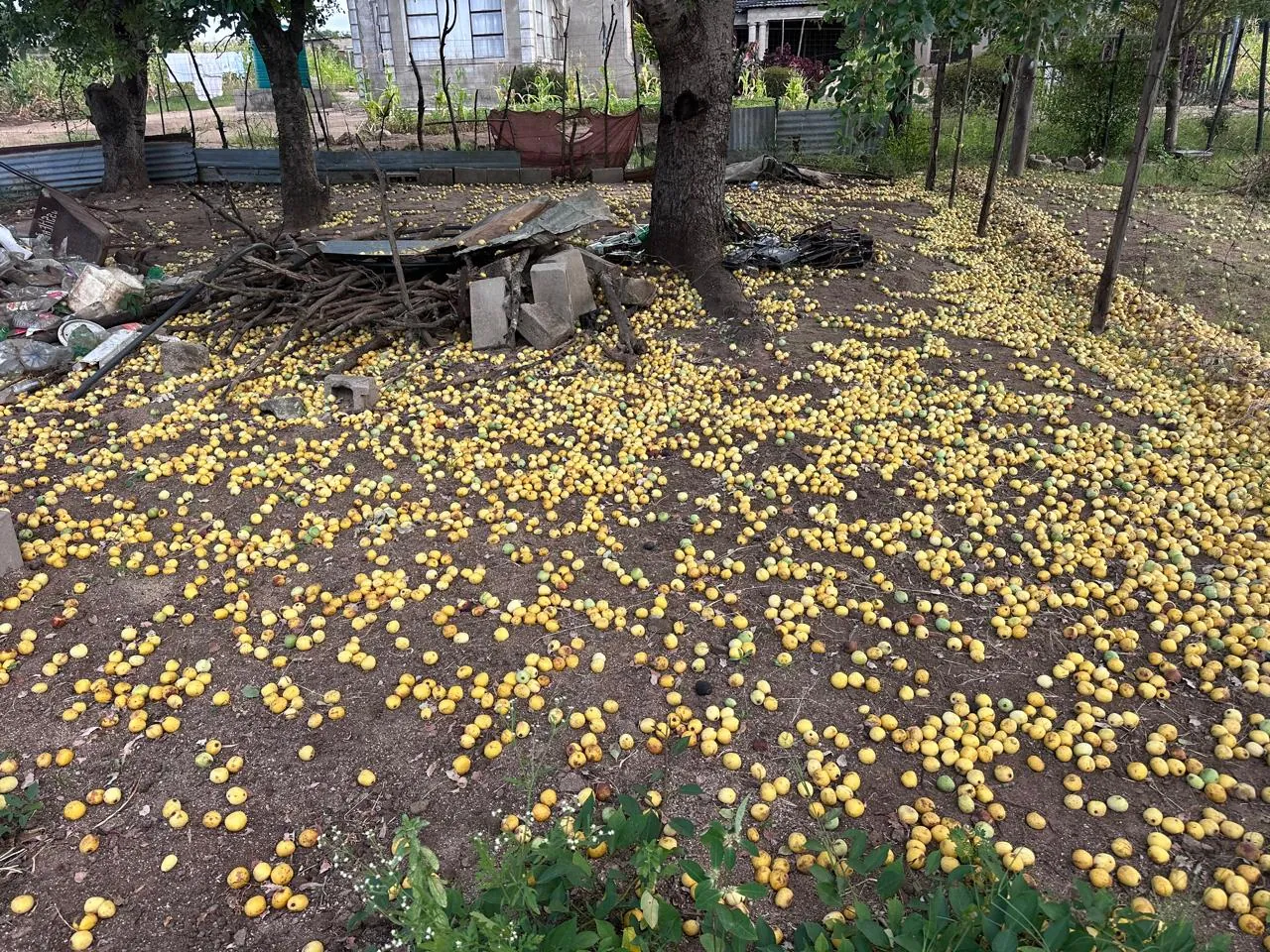 Ripe marula fruit on the ground, early harvest season