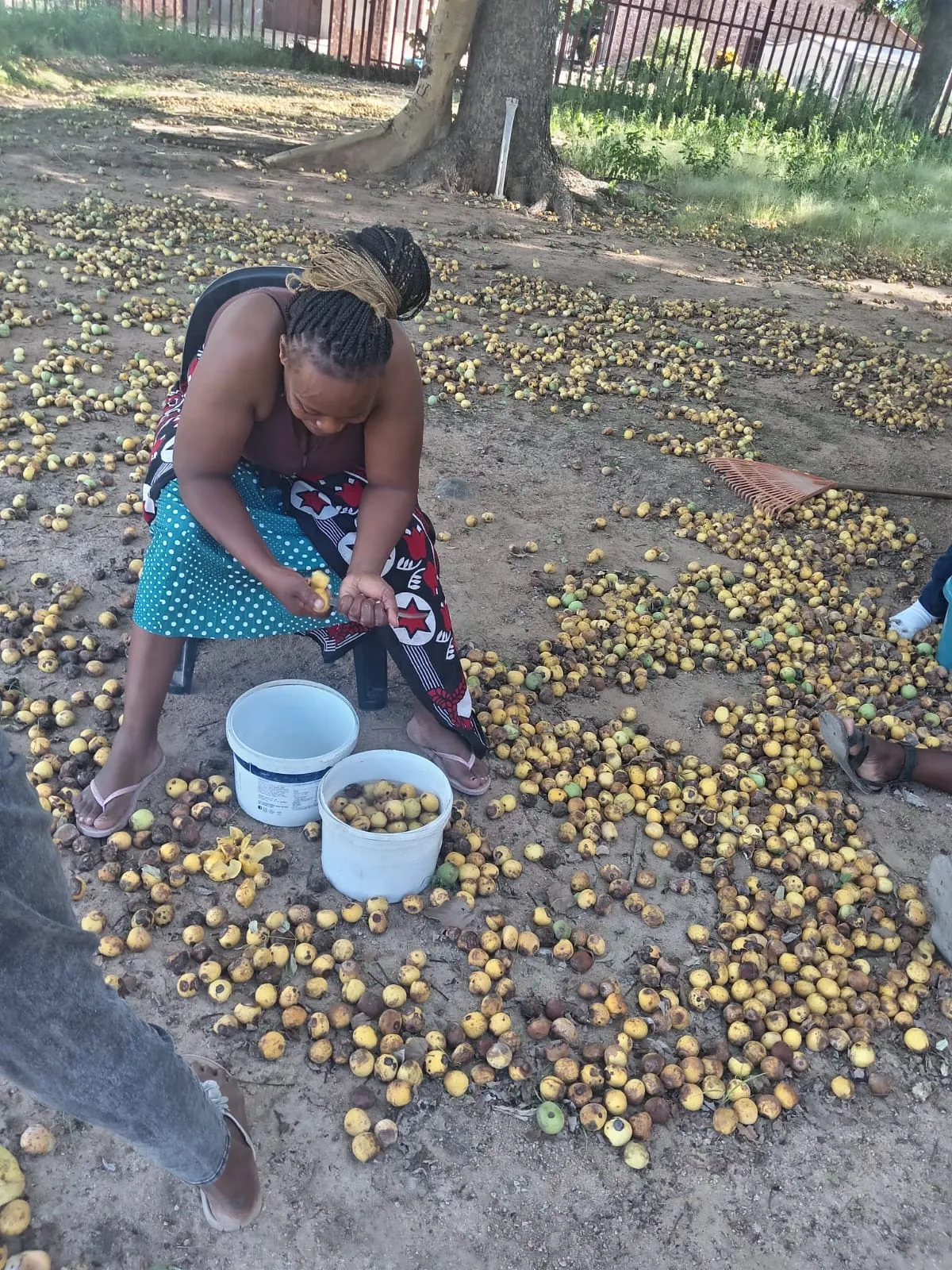 Two custodians hand-cracking marula kernels under a tree