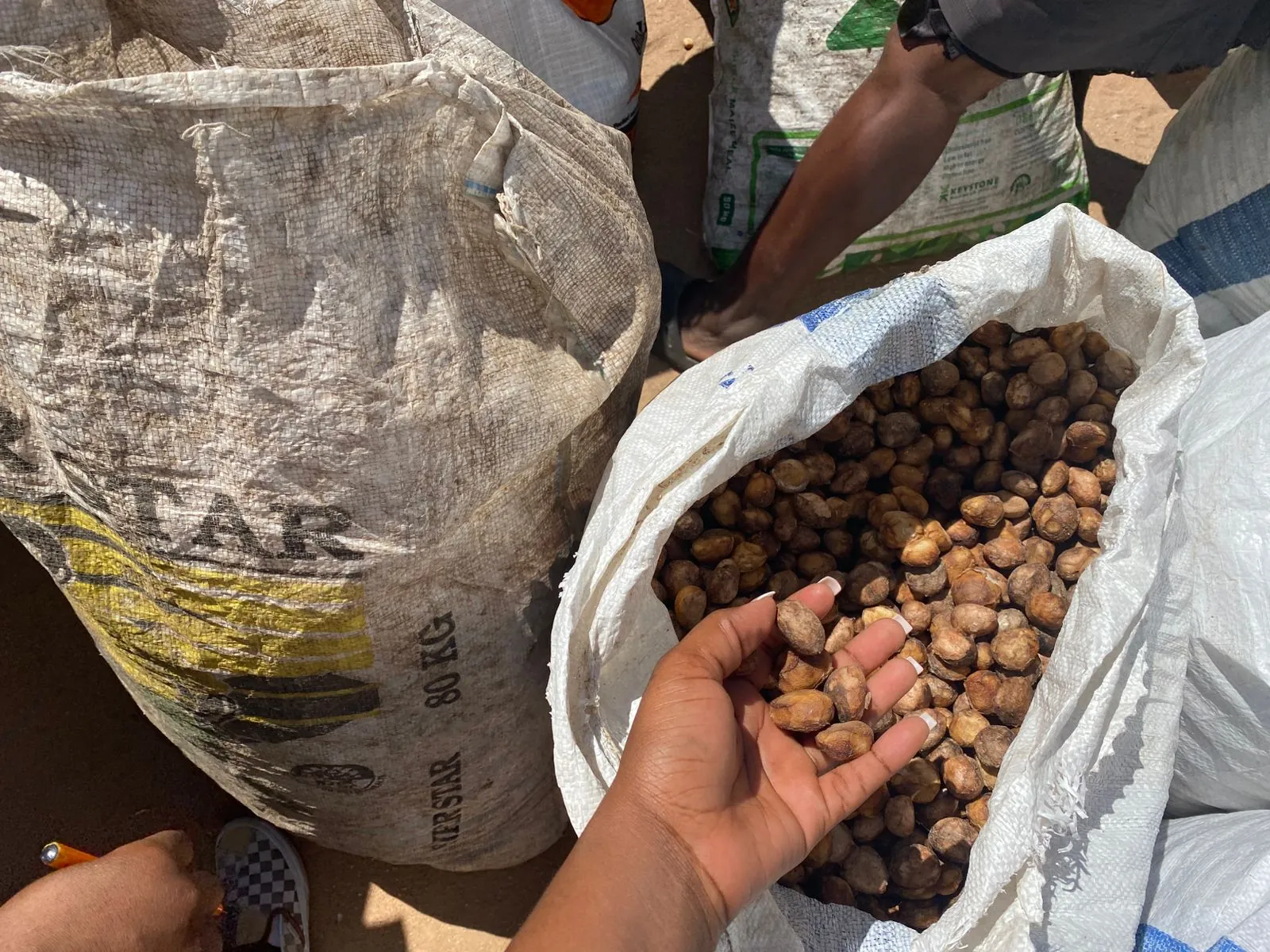 A handful of clean marula kernels, Mpumalanga 2026