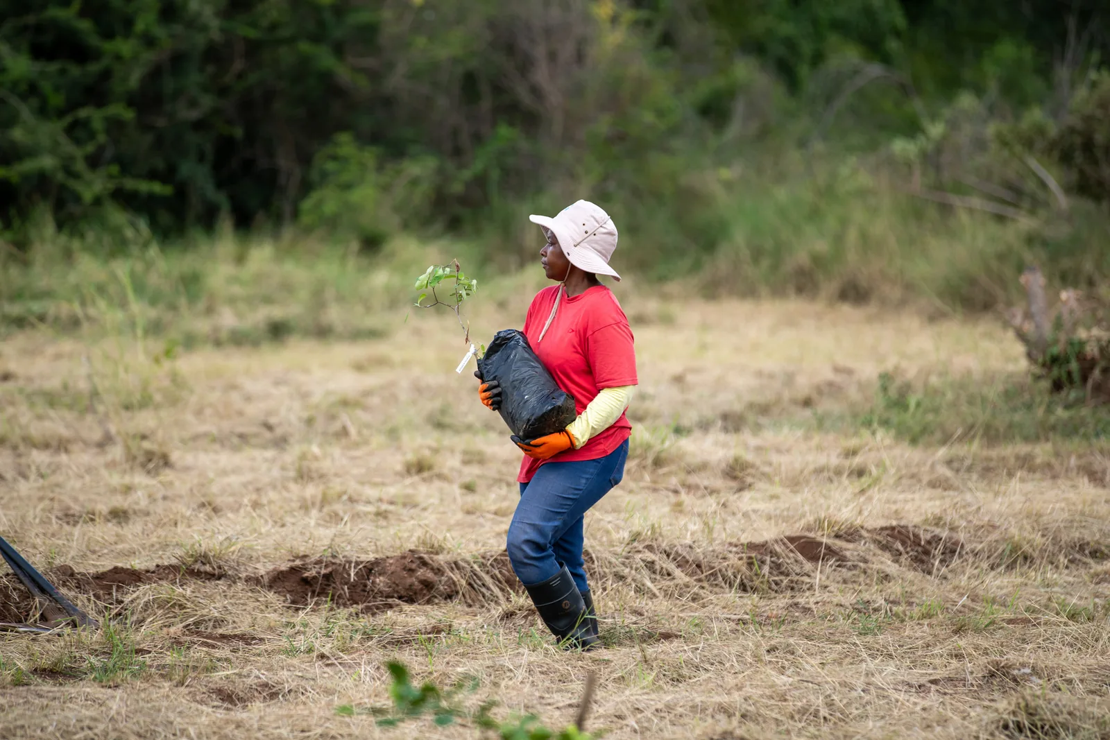 Nkhensani Dlamini, the project's first tree custodian, carrying a sapling to its planting site at Nkhensani Farm.