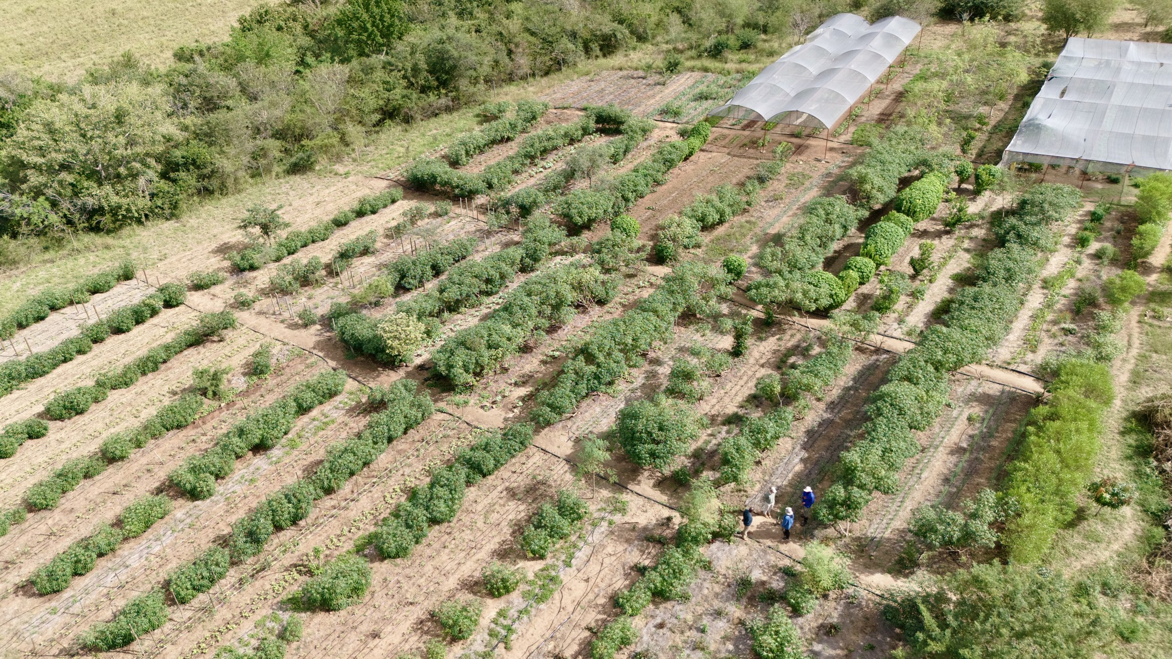Aerial view of Nkhensani Dlamini's working farm — shade tunnels and densely planted rows of vegetables surrounded by lowveld bush, May 2026.