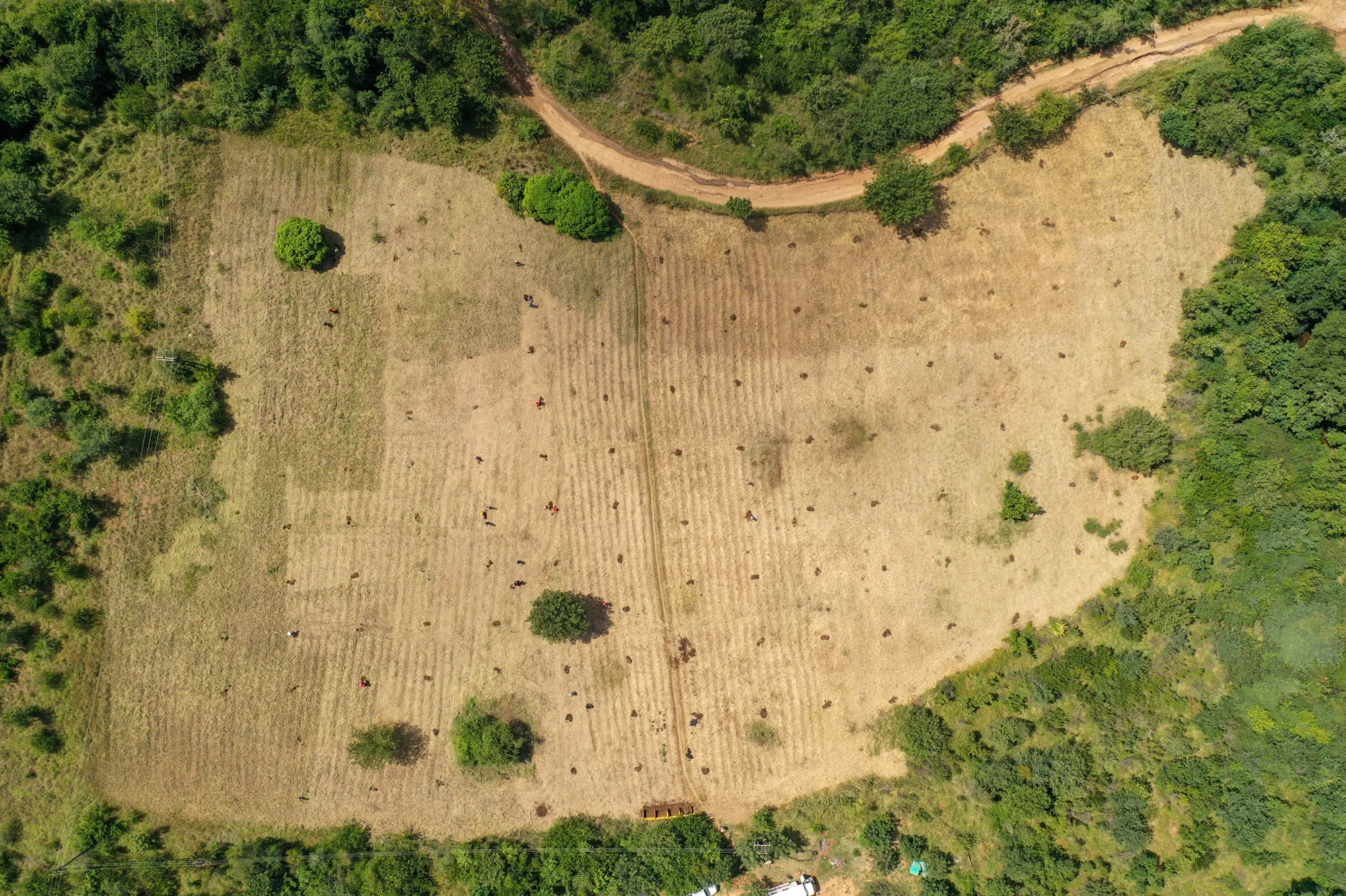 Aerial view of Nkhensani Dhlamini's Marula Block — 126 trees planted in 33 GPS line-clusters across 1.5 hectares of cropland, Hoxane Traditional Authority, 21 March 2026