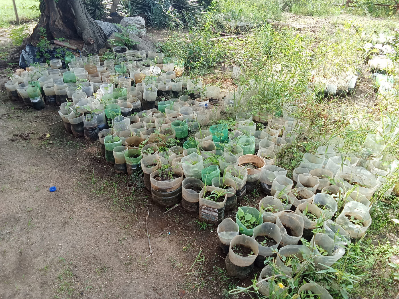 Rows of saplings raised in repurposed plastic-bottle planters arranged under tree shade at a Sand catchment nursery — interim imagery for Amashangane until its own visit is documented.