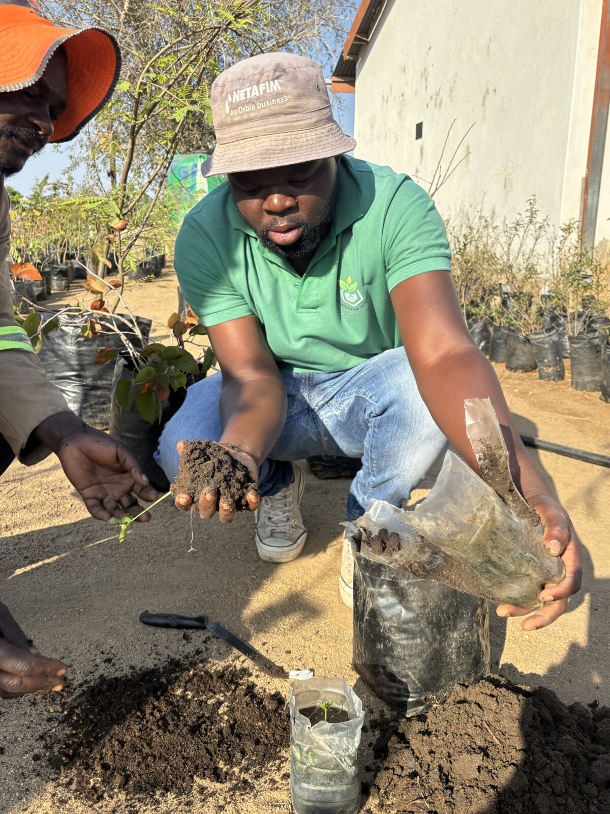 A nursery operator presses fresh substrate into a planting bag while a second pair of hands holds the seedling in position.