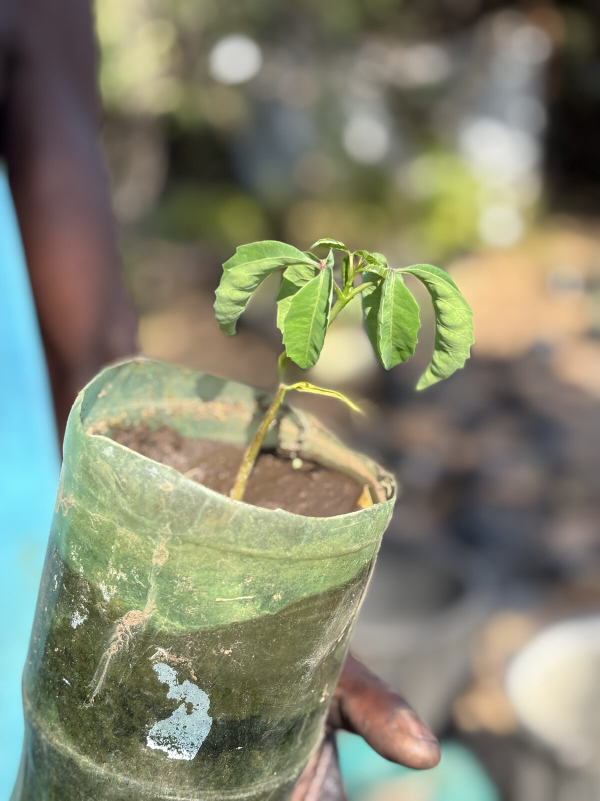 A marula seedling in a translucent plastic-bottle planter held at Tiyimeleni Nursery, Belfast.