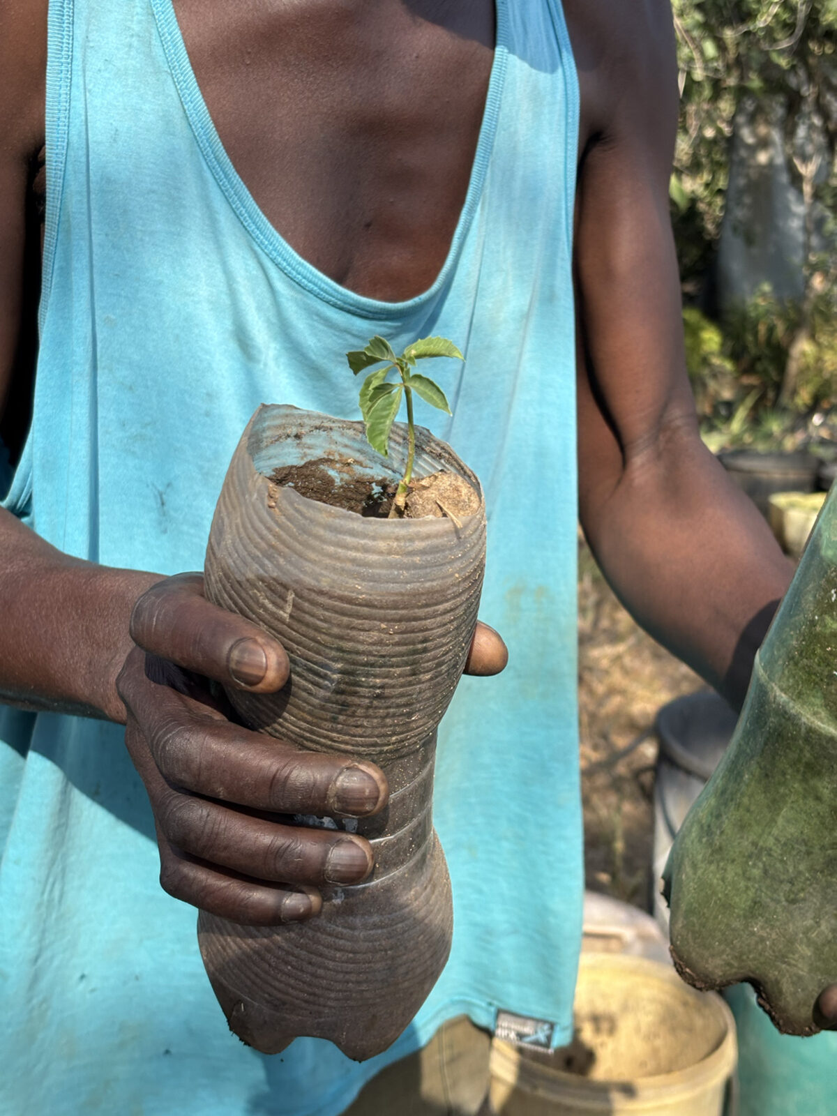 A nursery worker at Tiyimeleni Nursery holds a marula seedling growing inside a repurposed plastic-bottle planter.