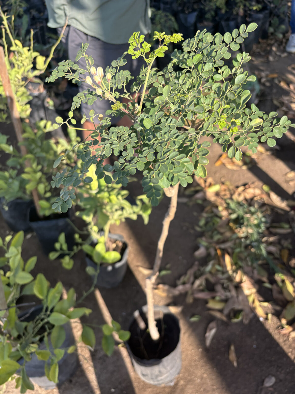 A taller, more mature sapling stands in a nursery bag at Ntirhisano, surrounded by smaller saplings ready for the next planting cycle.