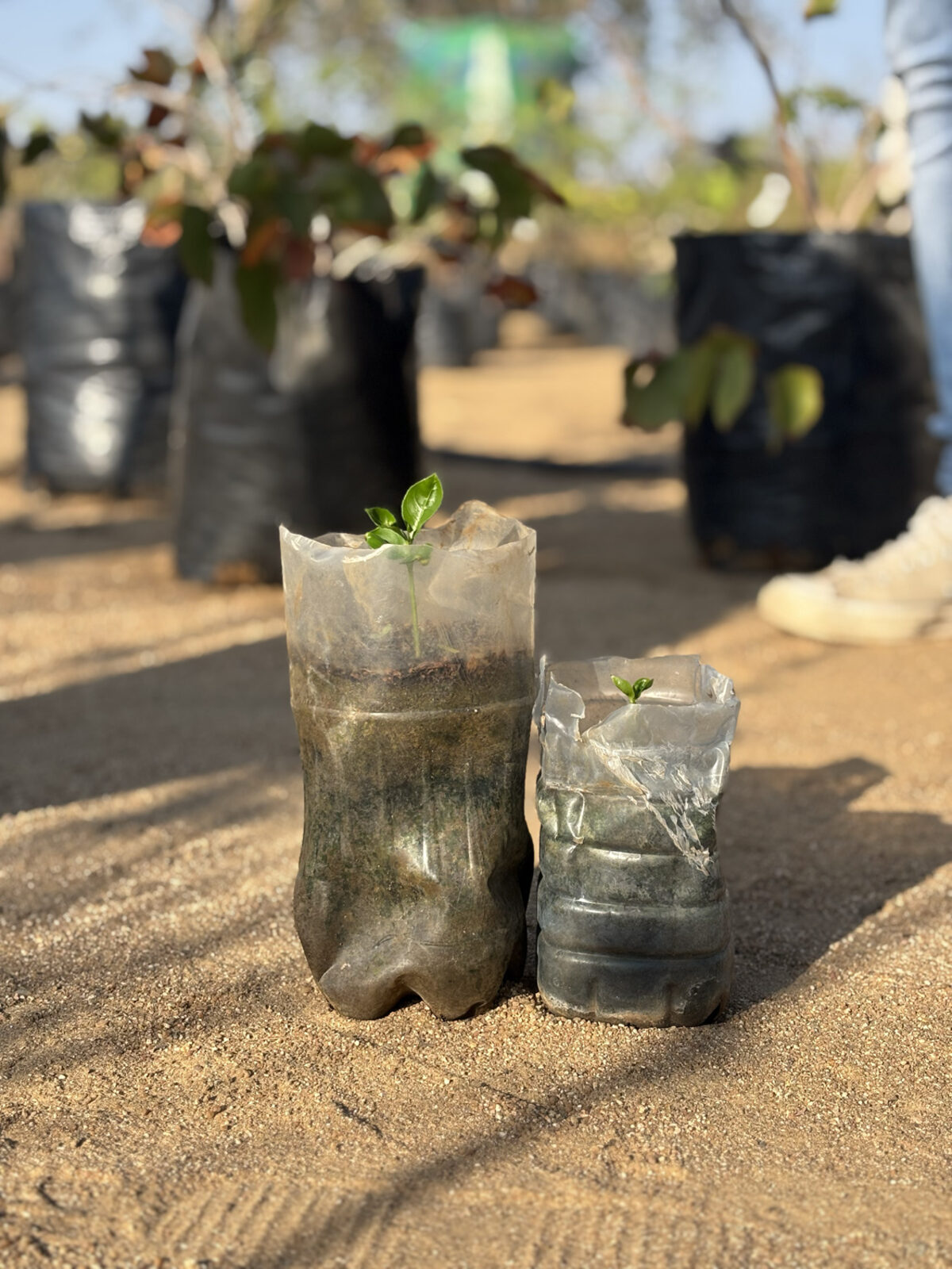 Two saplings raised in repurposed plastic-bottle planters stand on sand at Ntirhisano.
