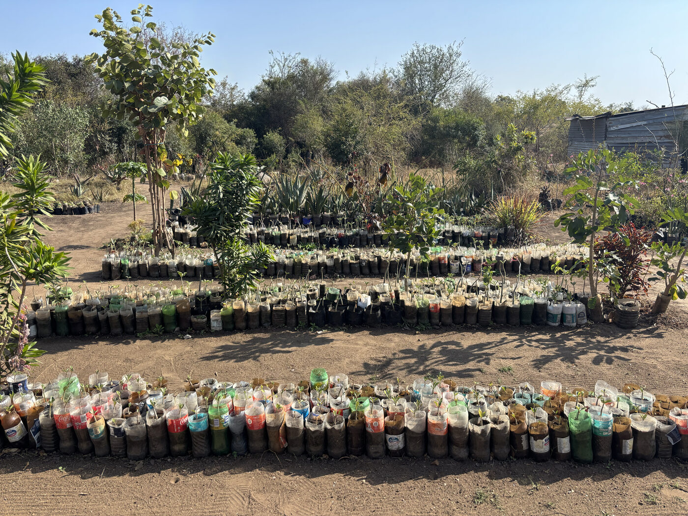 A wide view of Tiyimeleni Nursery at Belfast — long rows of saplings in repurposed plastic-bottle planters arrayed under tree shade.