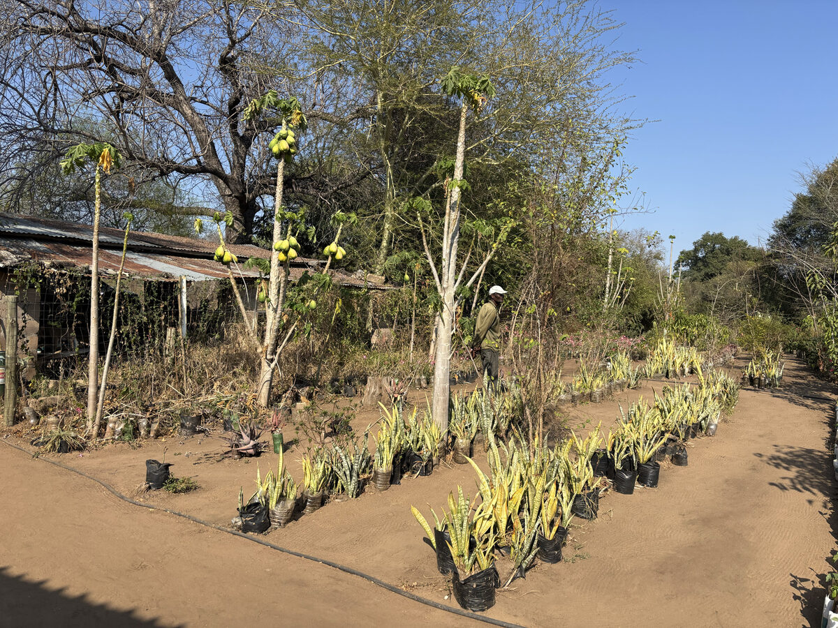 Rows of saplings in nursery bags at Tiyimeleni Nursery, Belfast, with a nursery operator working among them in the background.