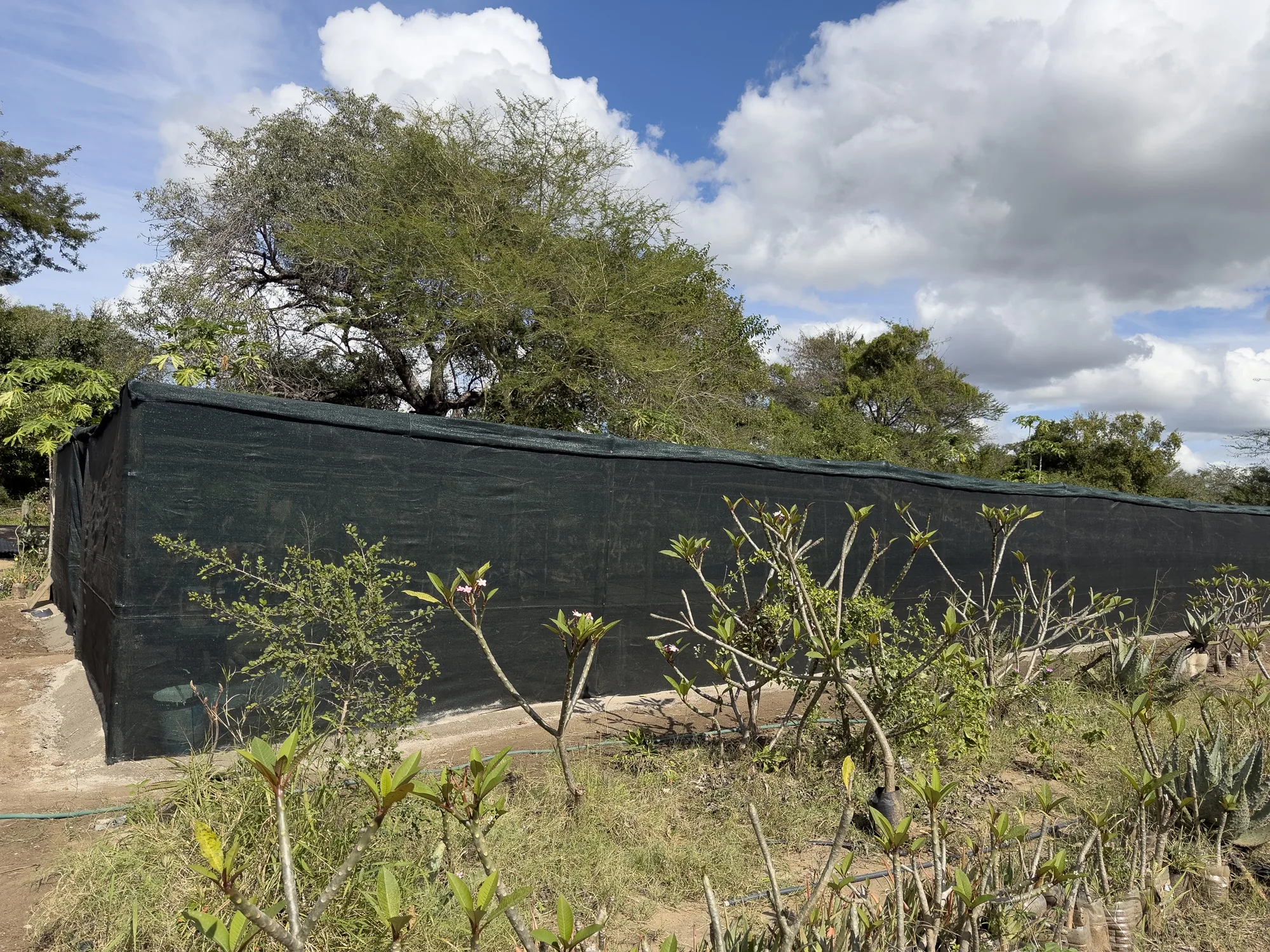 Exterior of a community-run nursery — shade-cloth structure set in lowveld bush at Tiyimeleni, Belfast