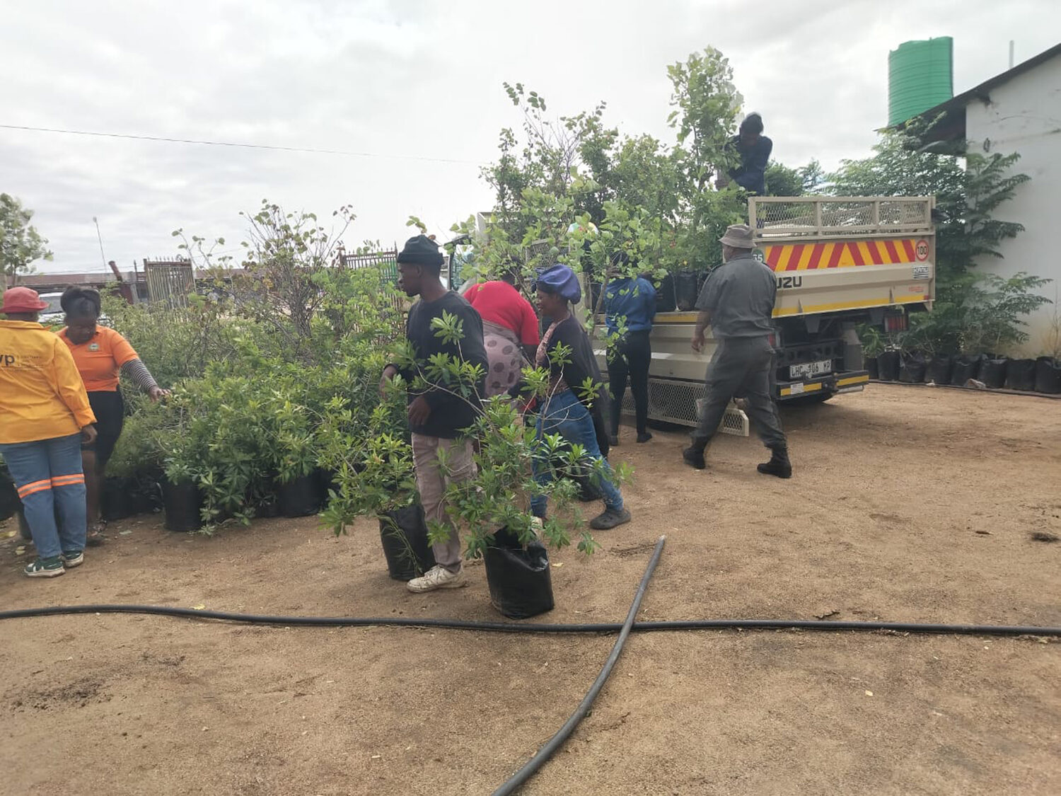 Indigenous seedlings being loaded at the Ntirhisano nursery