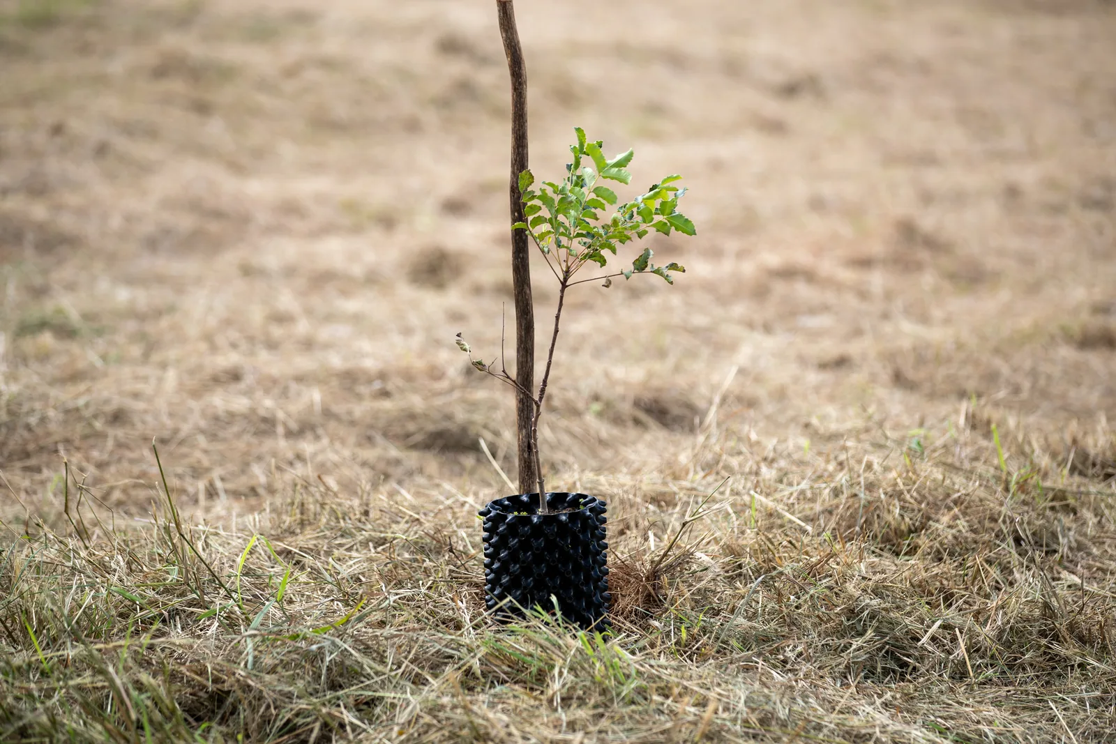 A newly-planted indigenous sapling stands inside a mesh tree guard at Nkhensani Farm — the unit that closes the protocol.