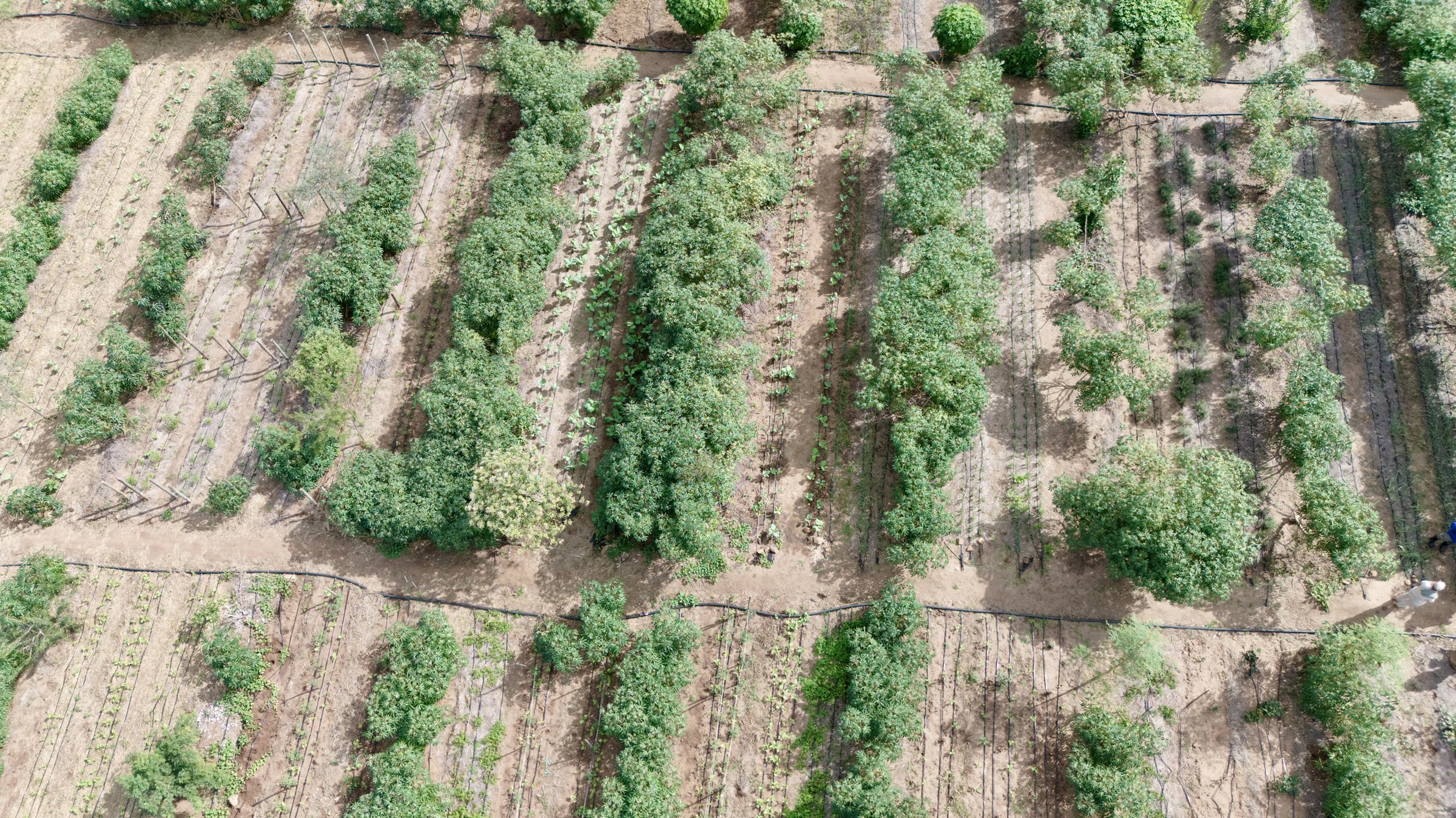 Aerial view of densely planted rows of indigenous trees and crops, drip-irrigated and mulched, between sand pathways — May 2026.