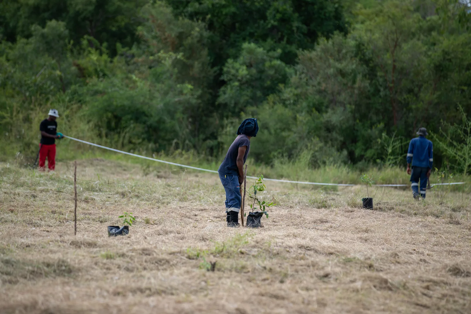 Custodians and project team lay out the planting grid with twine and stakes.