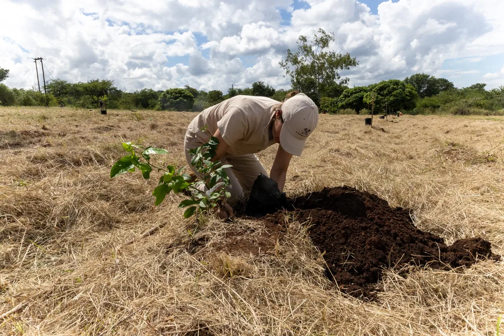 A Londolozi Ripple Fund volunteer settles a sapling into the prepared hole.