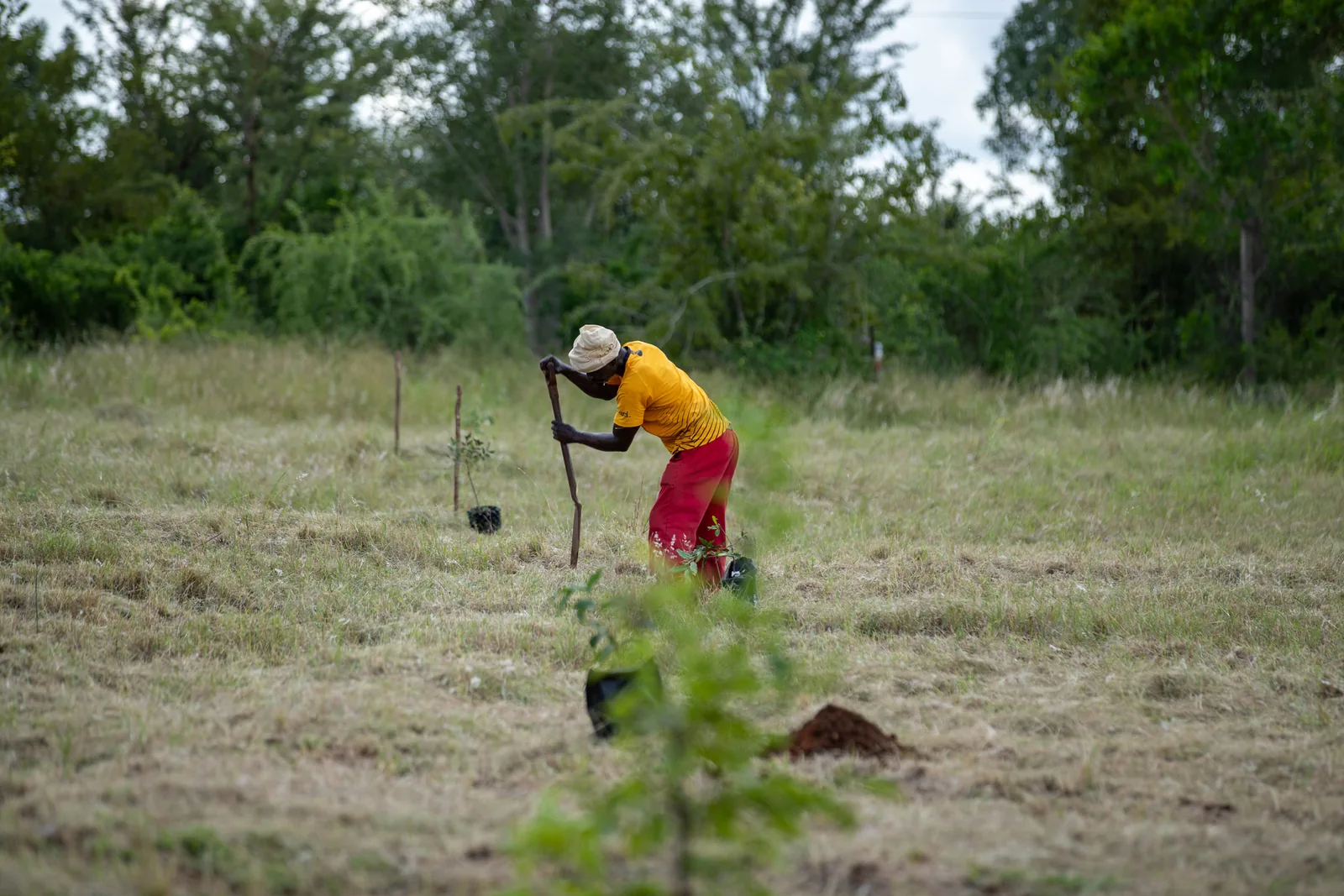 A custodian opens the ground for a sapling with a planting bar.